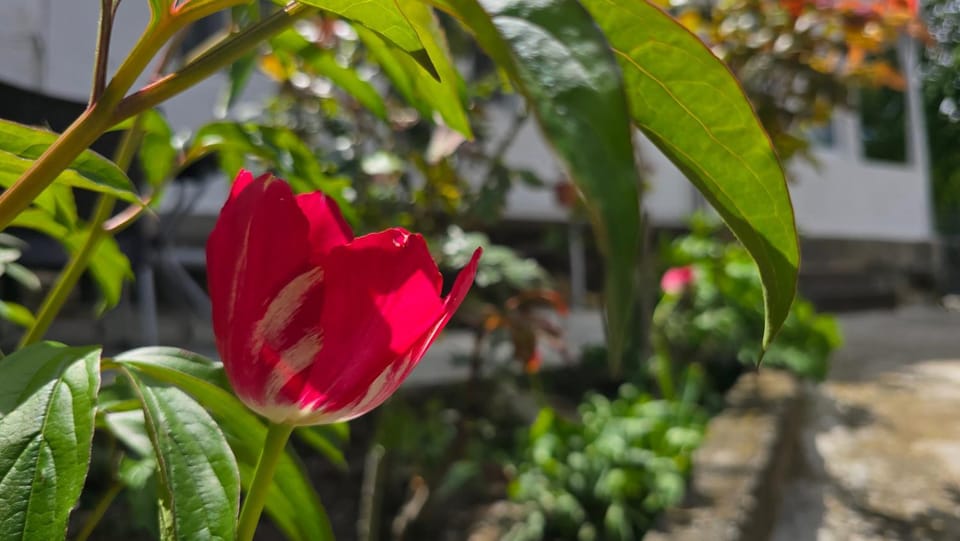 Day, Garden view