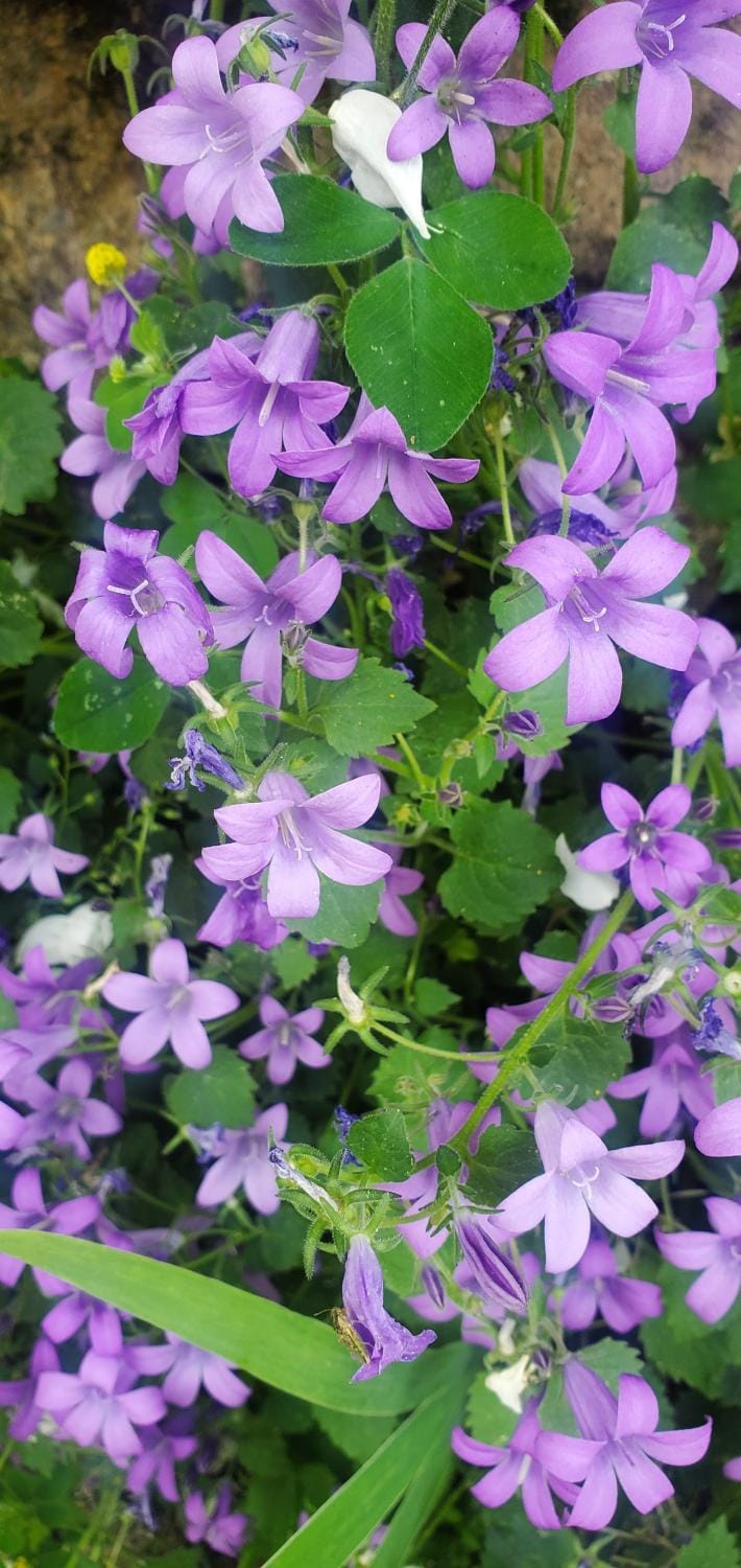 Spring, Garden, Garden