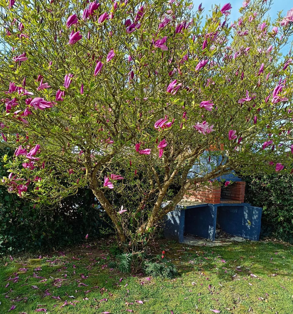 Cottage le petit Tôt House in Barneville-Carteret