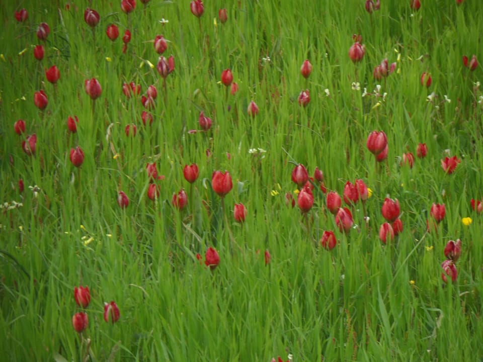 Spring