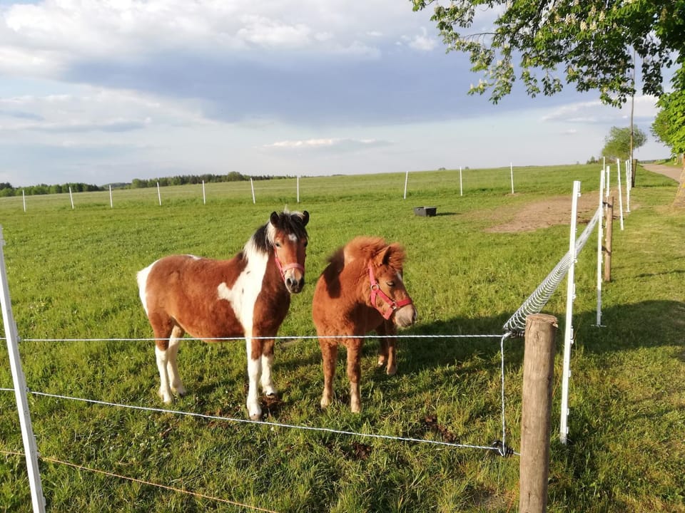 Animals