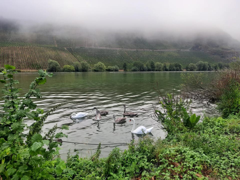 Natural landscape, Animals, River view