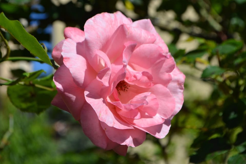Spring, Garden, Garden view
