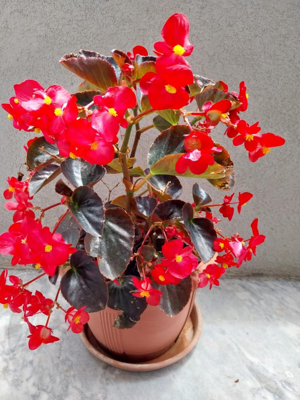 Megi Cozy Apartment Polygyros Chalkidiki Apartment in Halkidiki