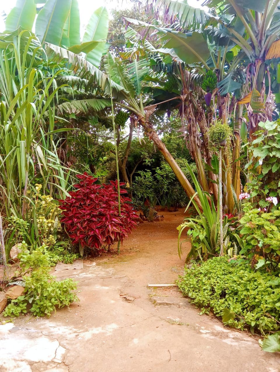 Garden view
