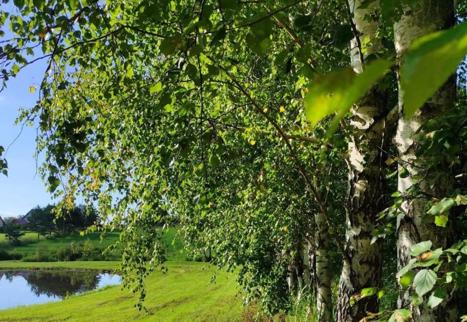 Natural landscape, Garden view