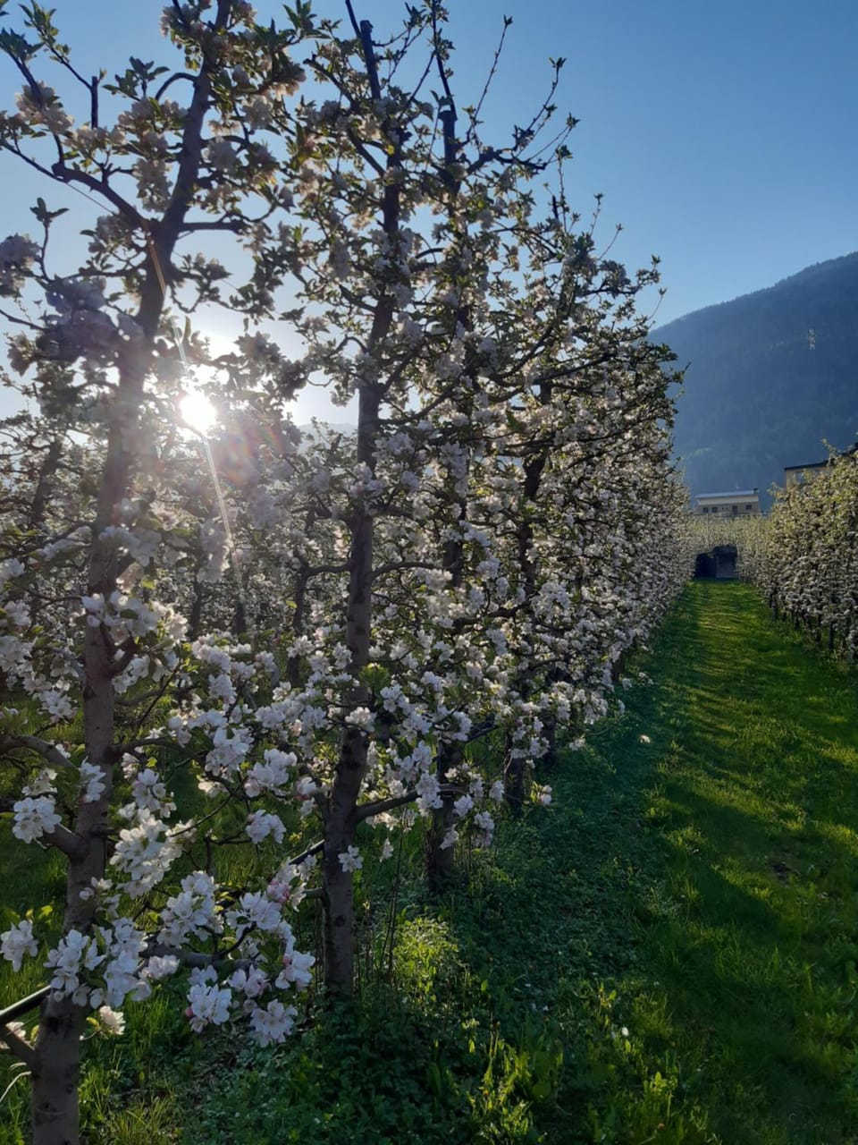 Spring