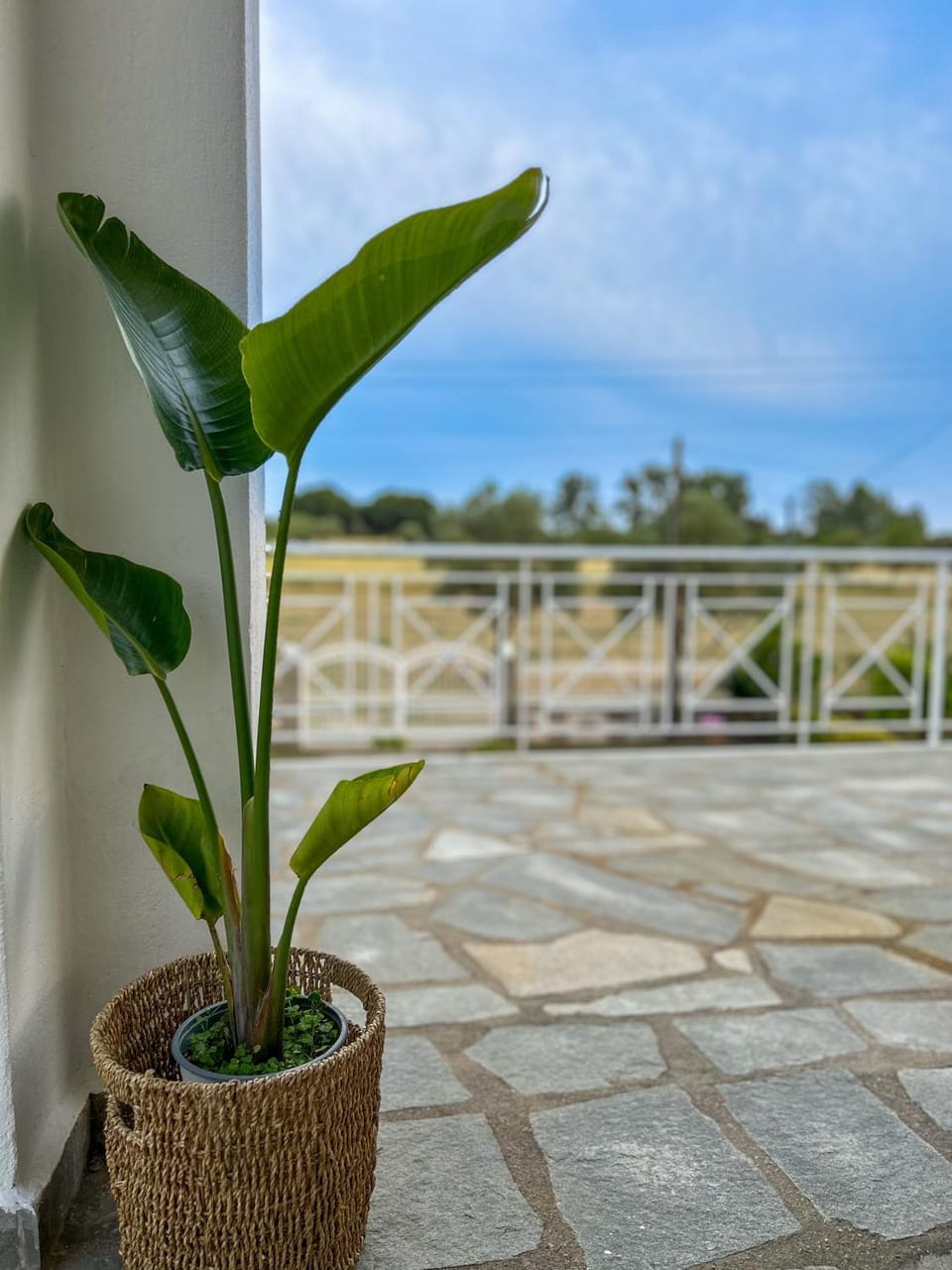 Patio, Garden, View (from property/room), Balcony/Terrace, Decorative detail, Garden view, Inner courtyard view