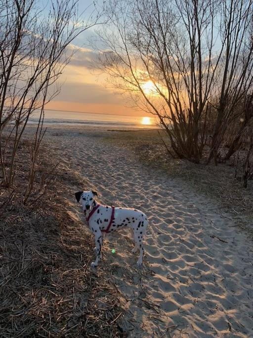 Natural landscape, Beach, Pets, Sea view, Sunset