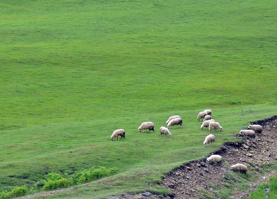 Spring, Natural landscape, Animals