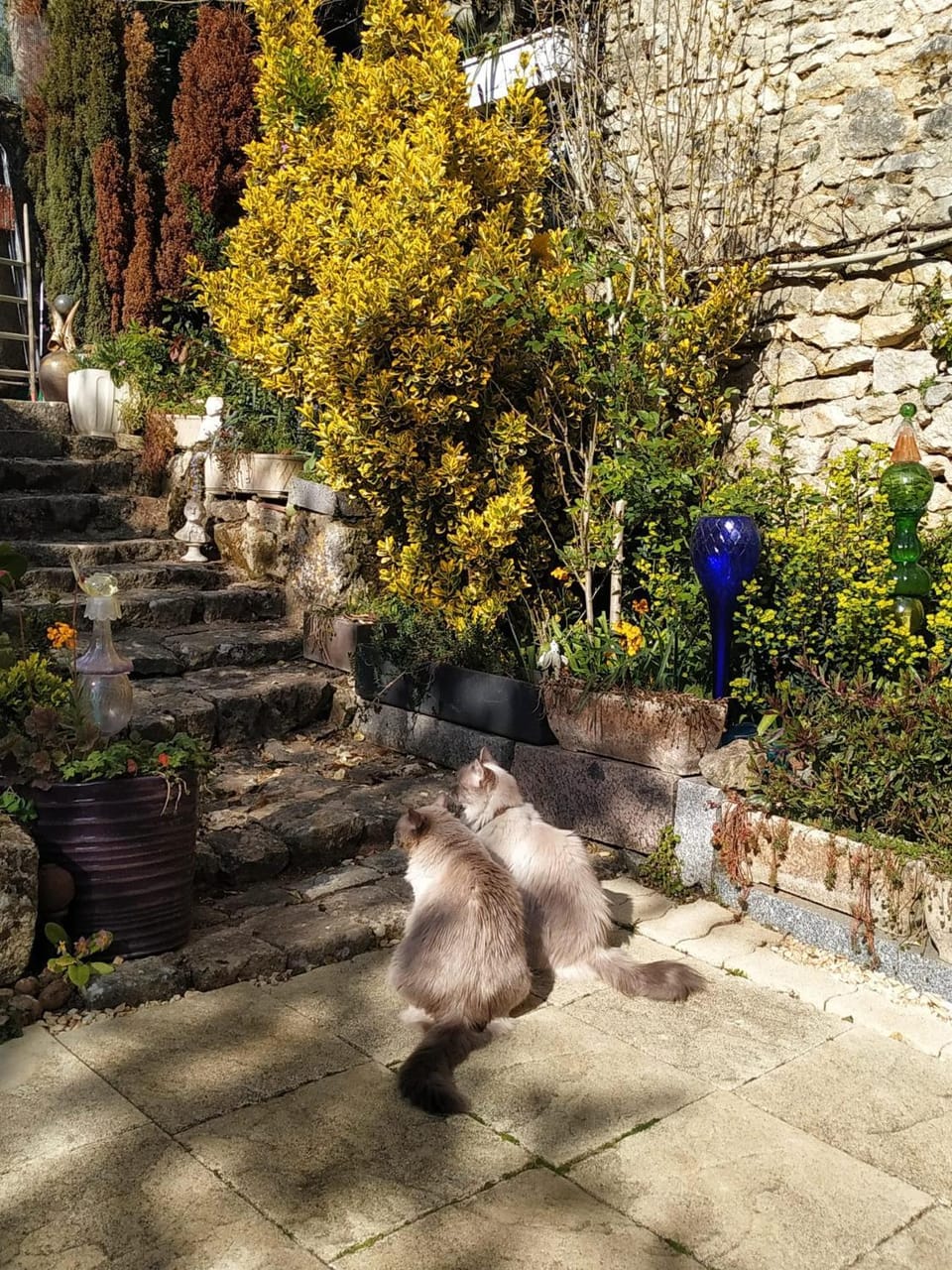 Garden view