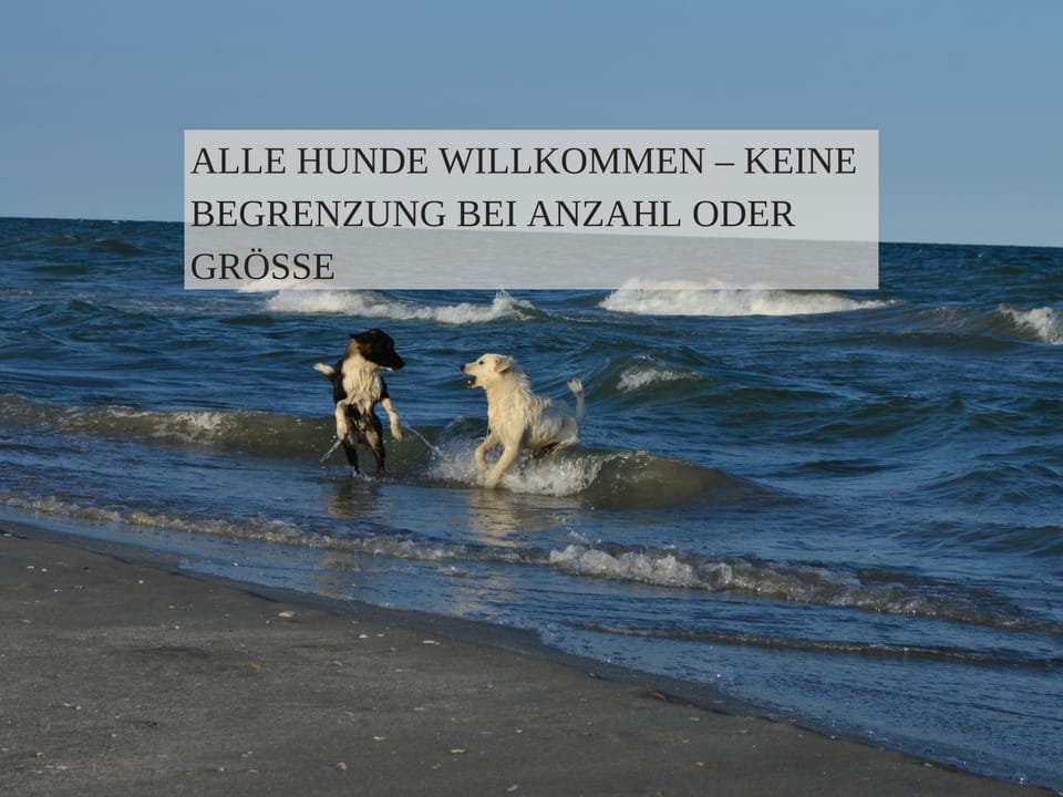 Animals, pet friendly