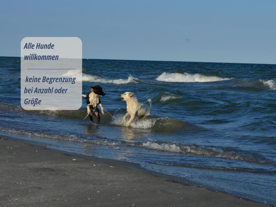 Beach, Animals, Pets