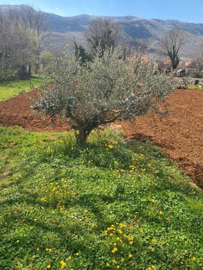 Natural landscape, Garden, Mountain view