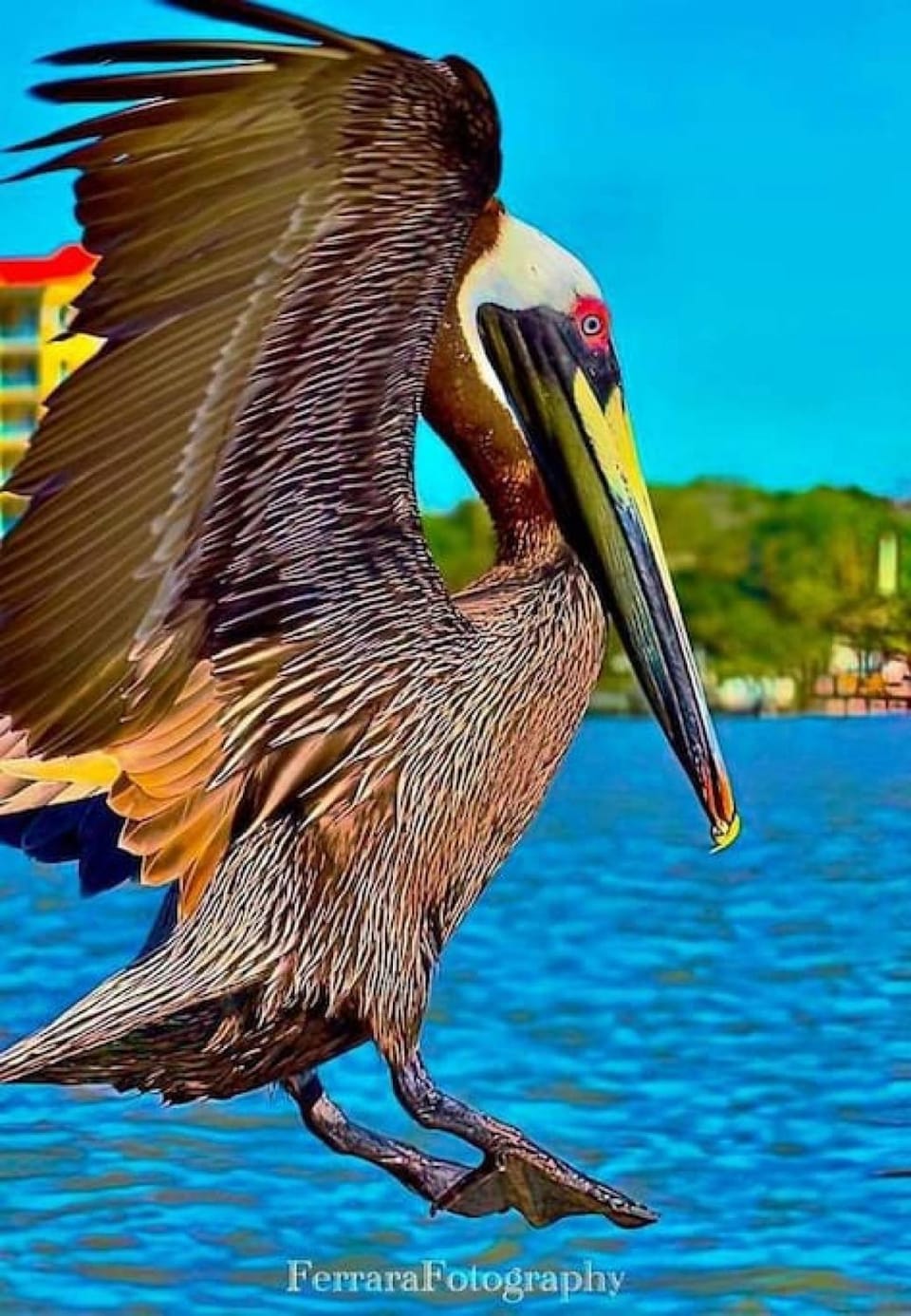 Natural landscape, Animals