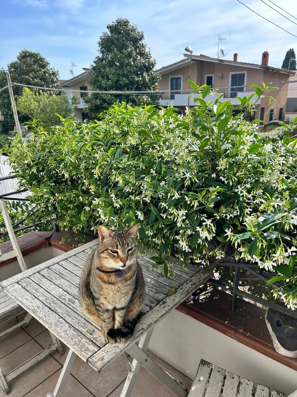 Day, Garden