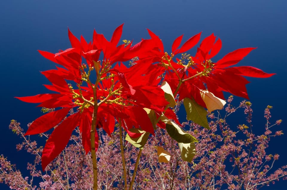 Day, Garden, Garden view