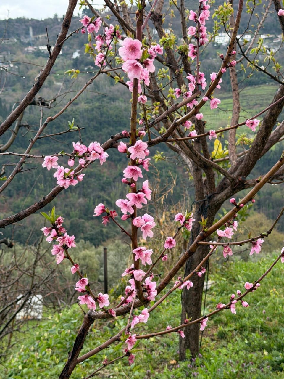 Spring, Garden view