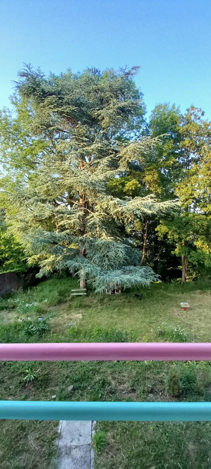 Natural landscape, Garden, Garden view, River view