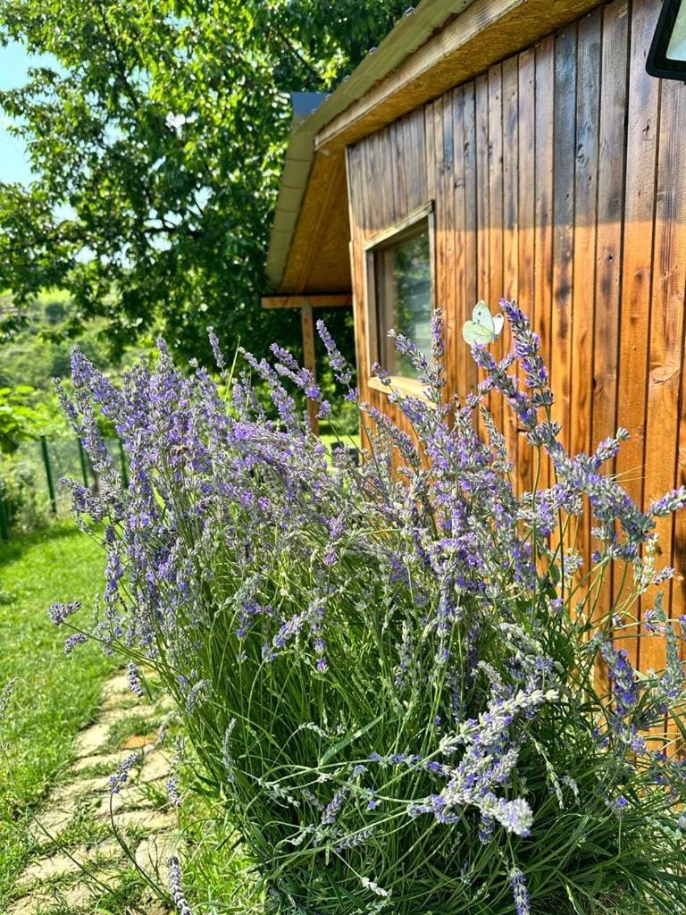 Vikendica Pod Trešnjom House in Novi Sad