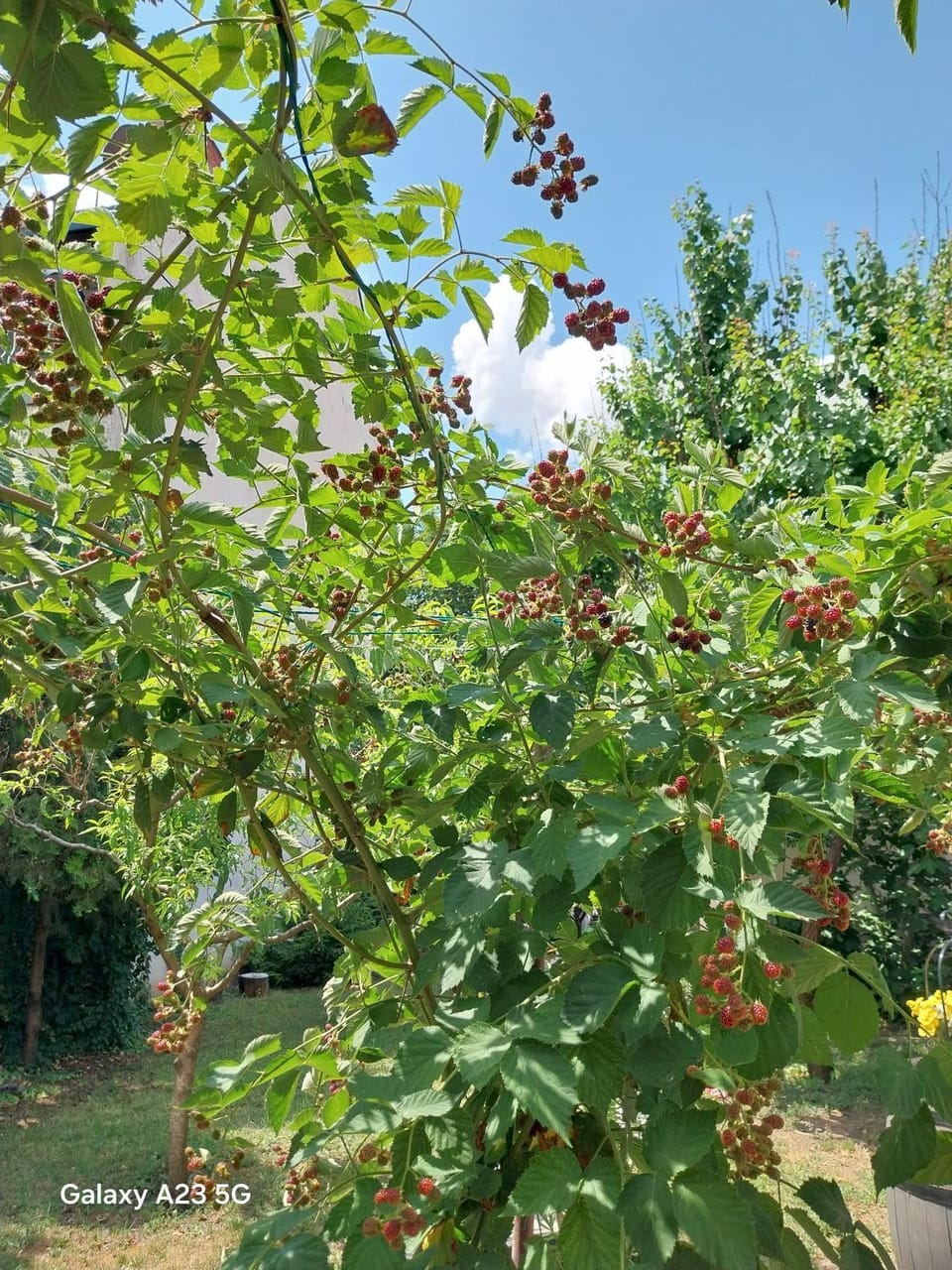 Natural landscape, Garden