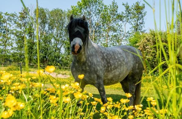 Natuurhuisjes Lust en Last Nature lodge in Zeeland, Netherlands