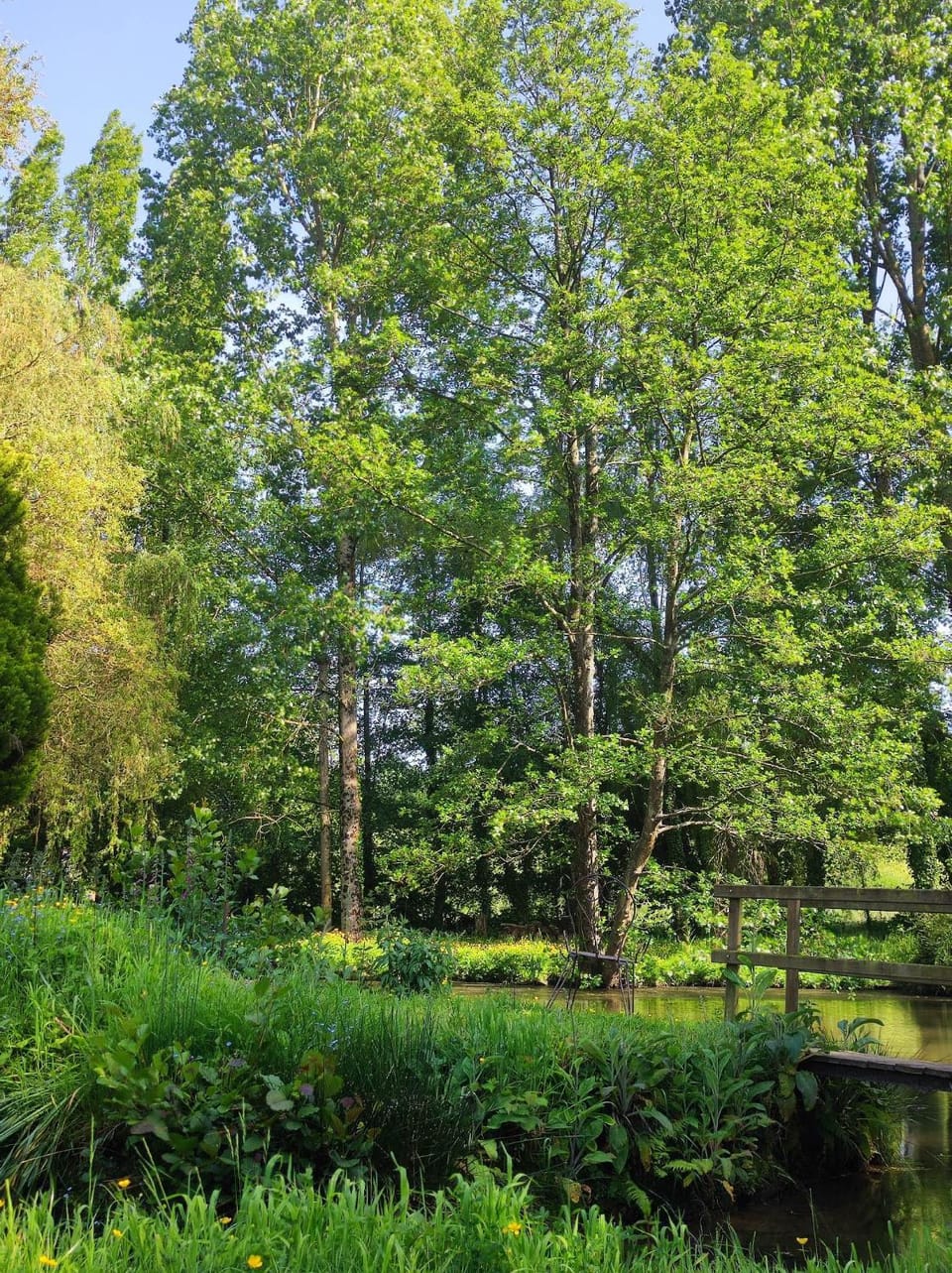 Natural landscape, Garden, Lake view
