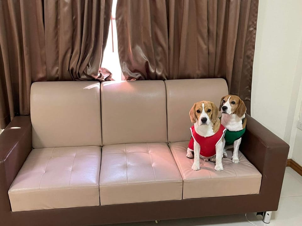 Pets