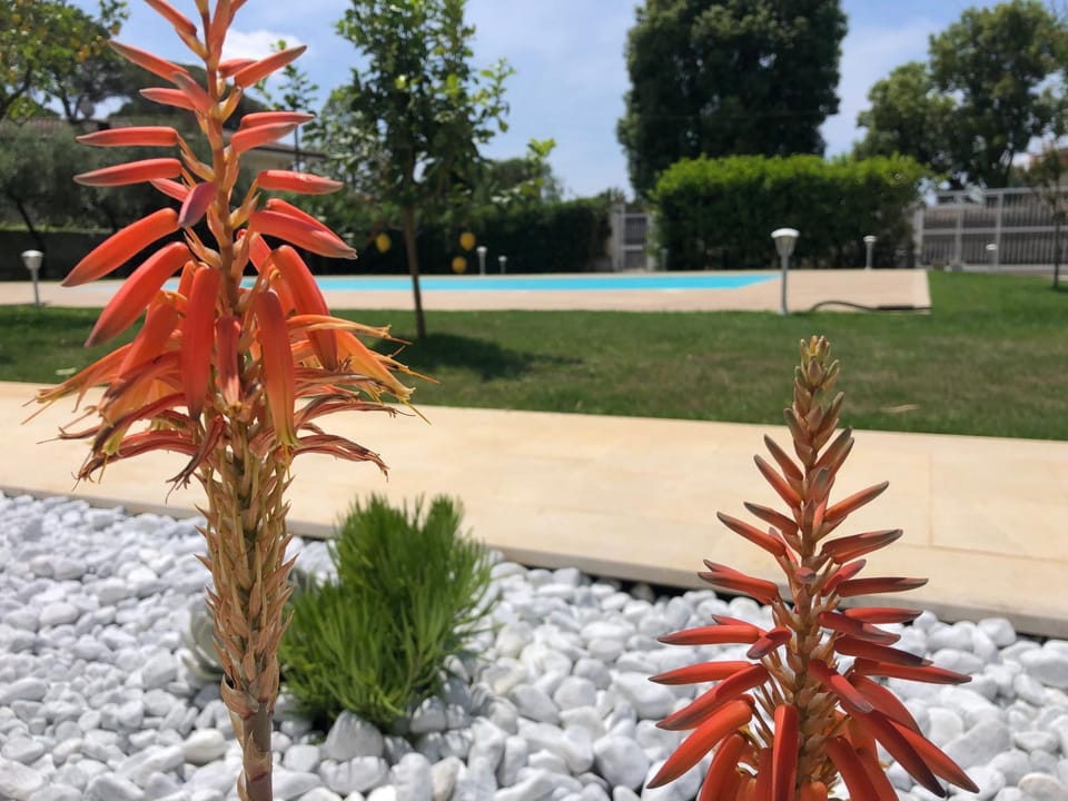 Day, Garden, Garden view, Pool view