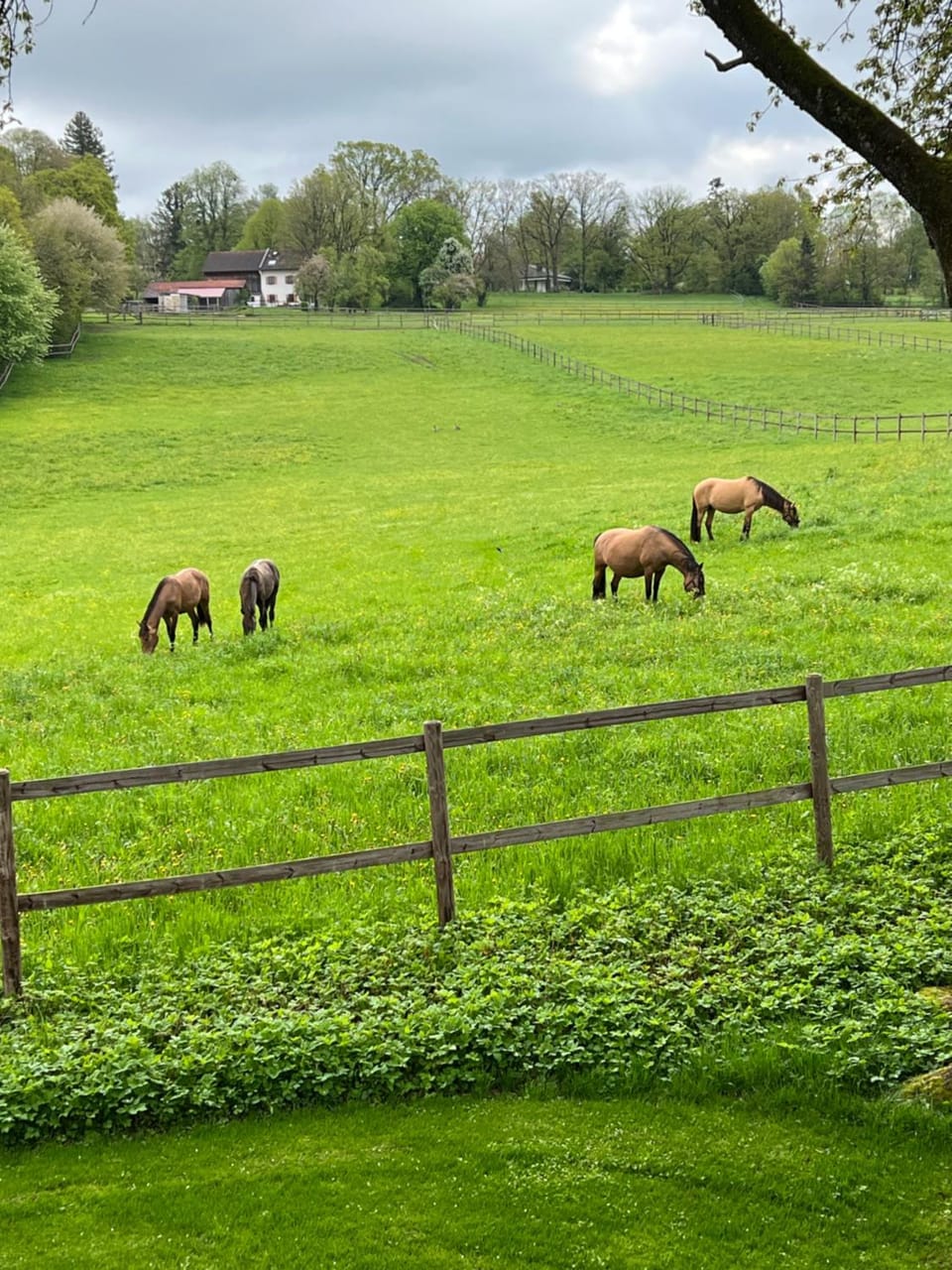 Natural landscape, Garden view