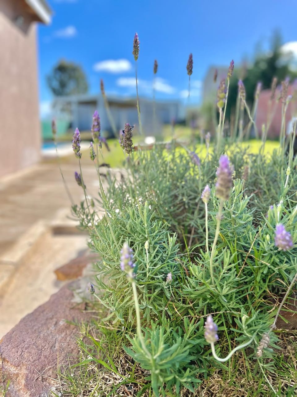 Garden, Garden view