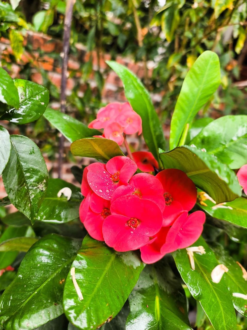 Spring, Garden, Garden view