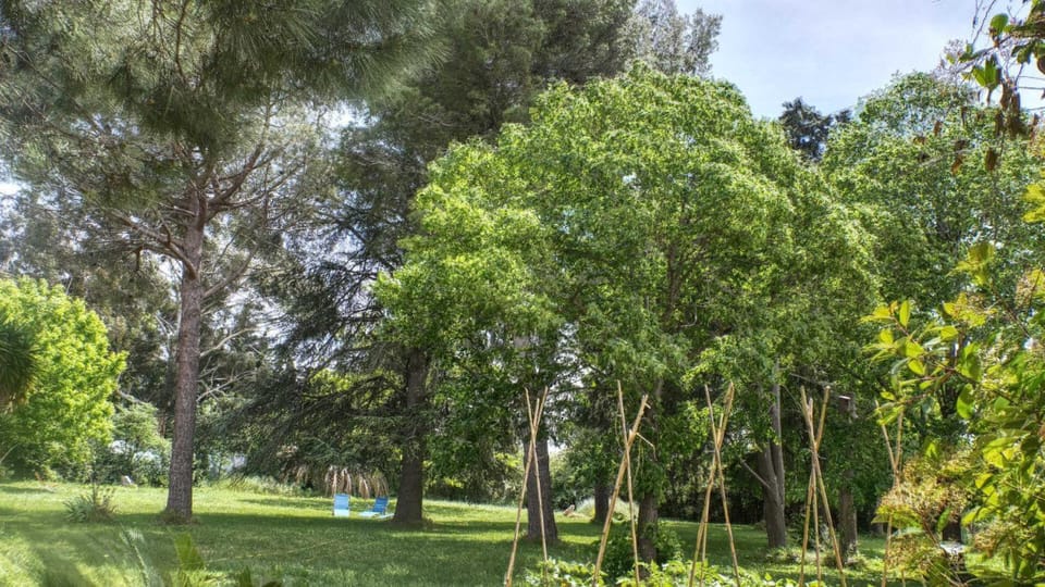 Le tilleul du parc de la dame House in Saint-Cyprien