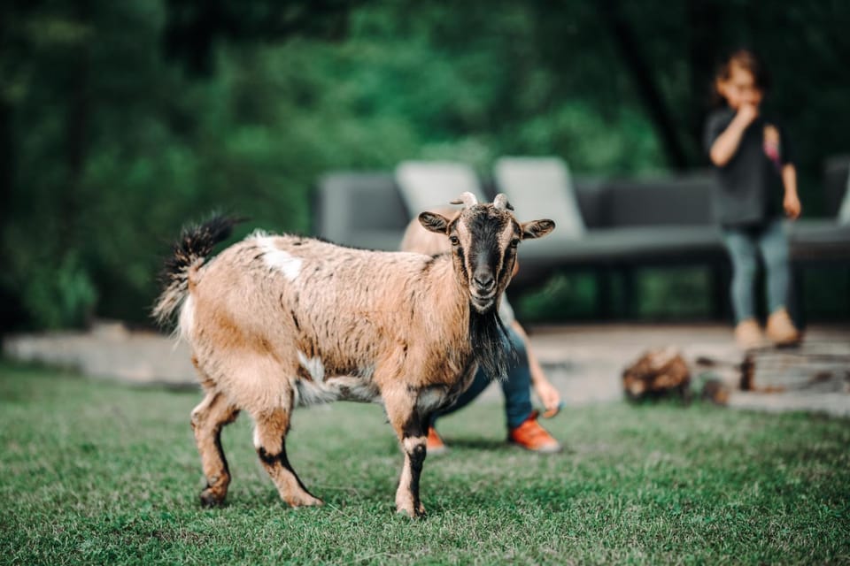 Day, Garden, Animals