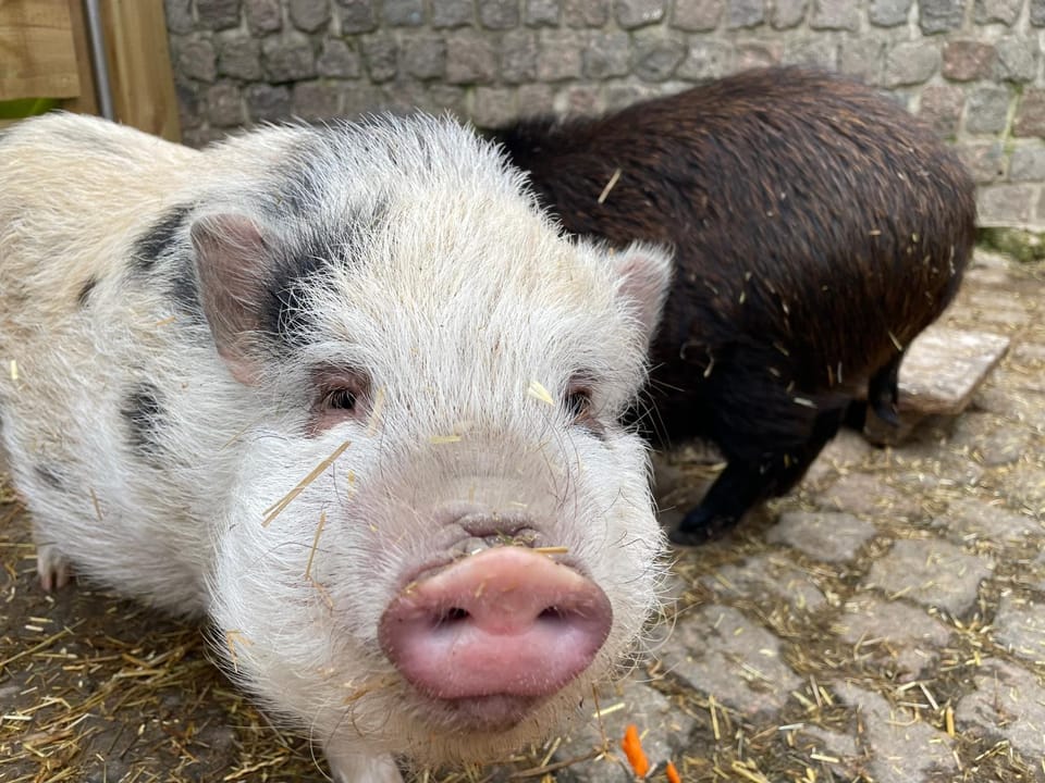 Inner courtyard view
