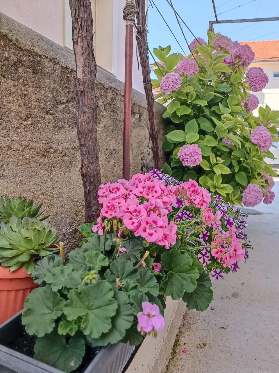 Spring, Day, Garden, Garden view