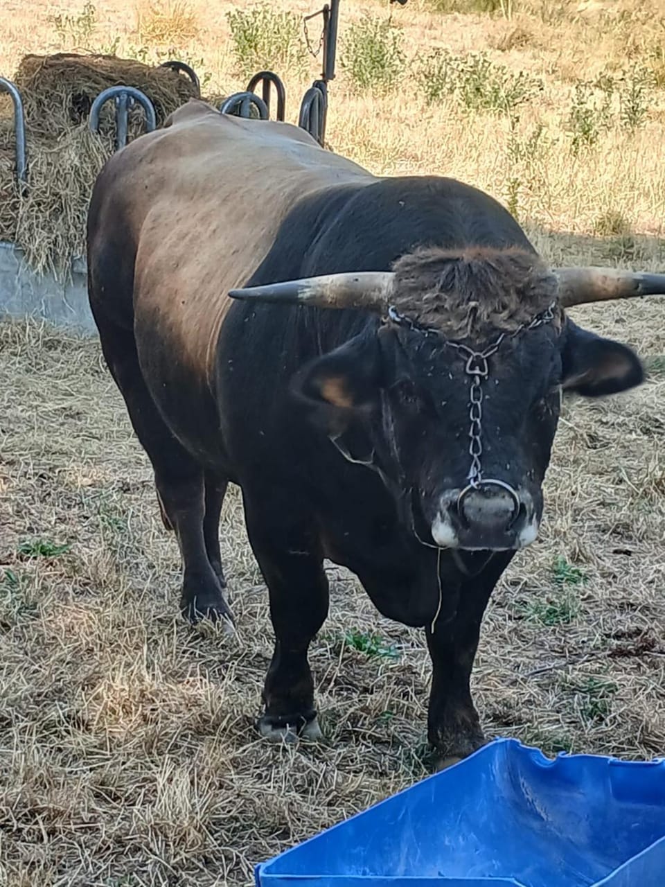 Appartement 6 pers sur l'Aubrac à proximité de Nasbinals Apartment in Occitanie