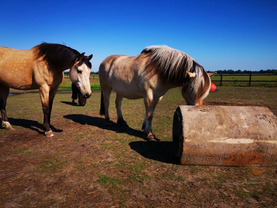 Animals