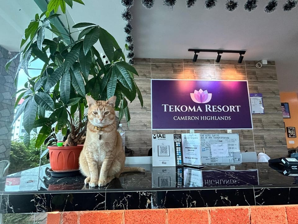 Tekoma Hotel & Hostel Cameron Highlands - FREE SHUTTLE SERVICE Hotel in Tanah Rata