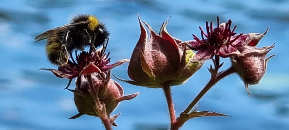 Spokojny Kąt w Centrum dla Fajnych Gości Apartment in Poland