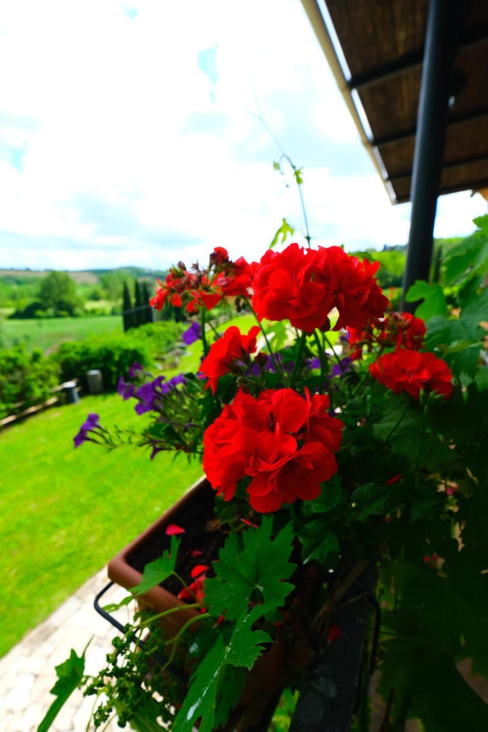 Garden view