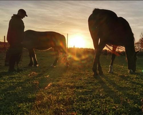Animals, Sunset, group of guests
