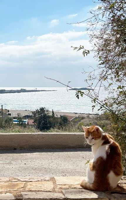 Pink House 2 Apartment in Palaiochora