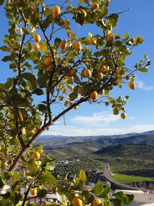 Mirador del Olivar House in Sierra de Cádiz