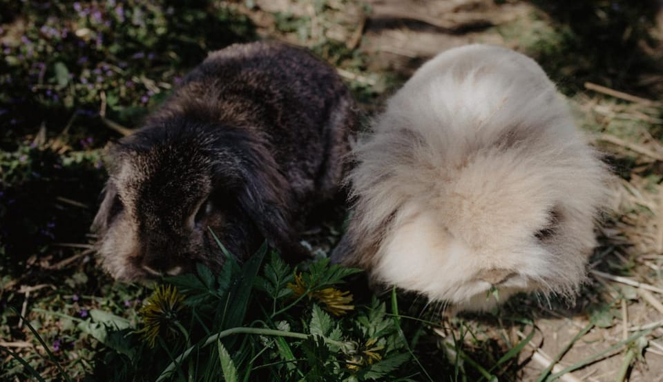 Animals