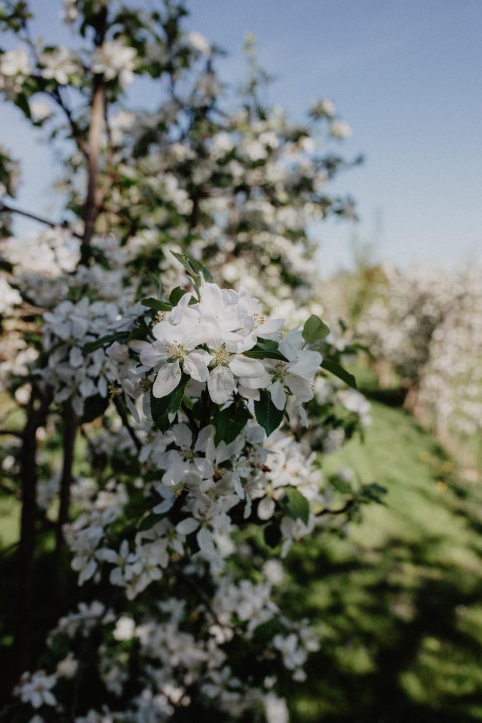 Spring, Garden