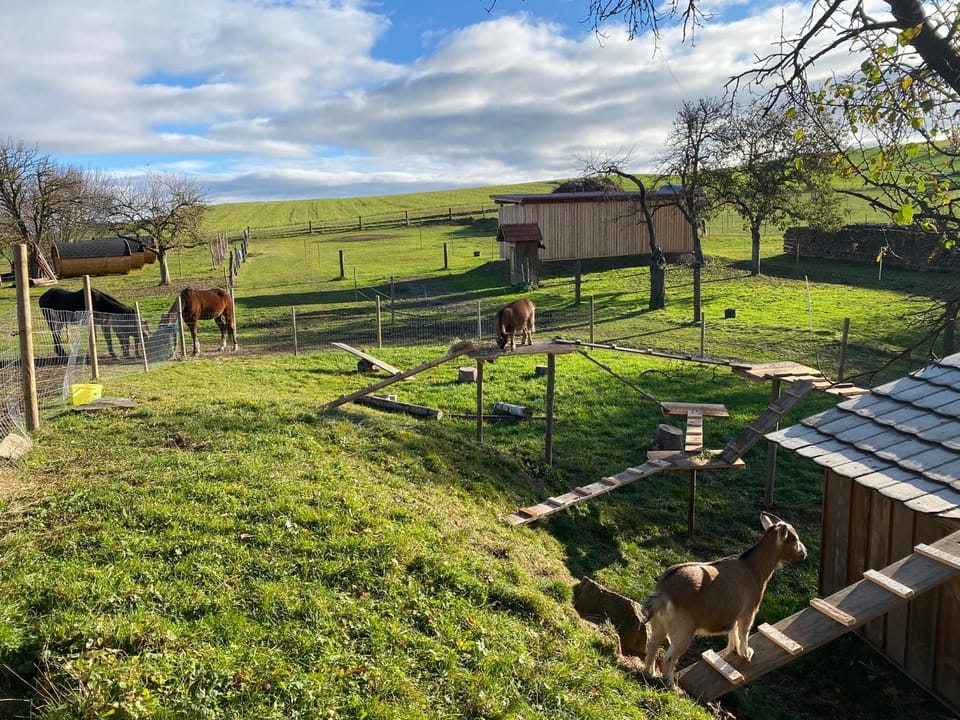 Spring, Day, Natural landscape, Garden, Animals, Garden view