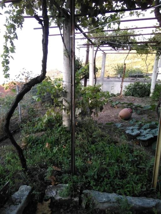 Garden, Garden, Garden view