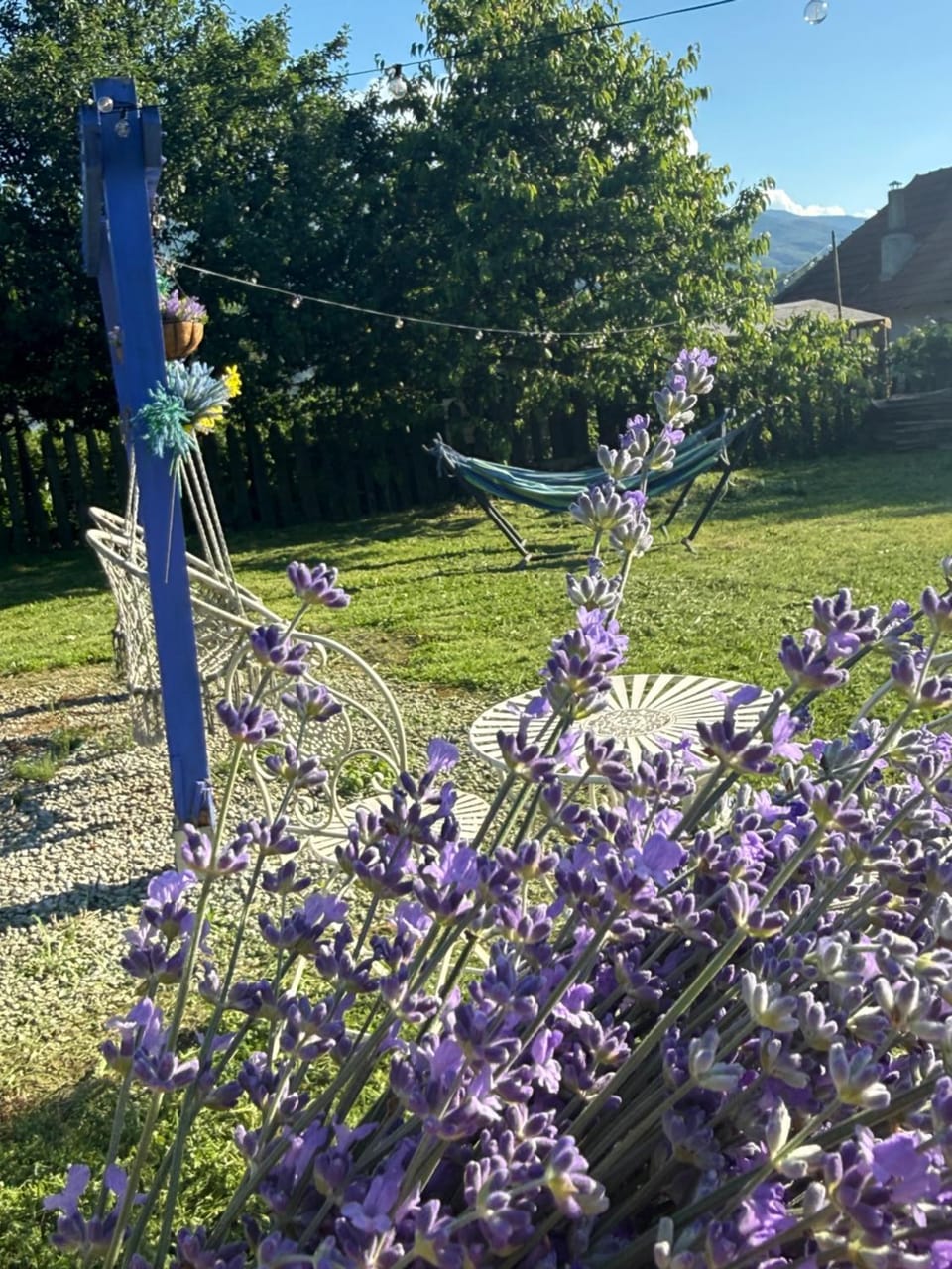 Casa cu Lavanda House in Romania