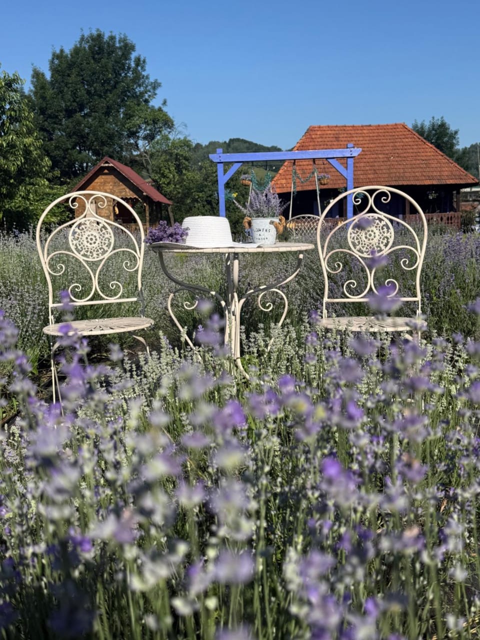 Casa cu Lavanda House in Romania